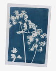 cyanotype kit