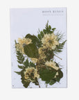 pressed flowers